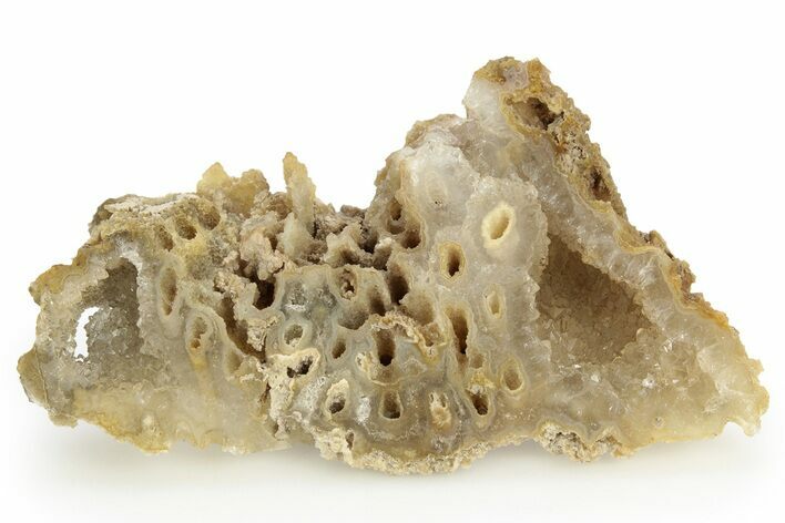 Sparkling Agatized Fossil Coral Geode - Florida #256481